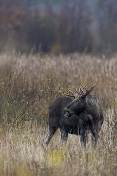 For a brief moment, the bull moose (Alces alces) interrupts its search for food, rutting season, moose rut, October, Denmark