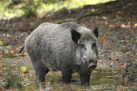 Wild boar (Sus scrofa) wild boar secured in the wallow, Allg&auml;u, Bavaria, Germany