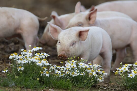 Domestic pig (Sus scrofa domesticus) juvenile baby piglet farm animal in a field in summer, England, United Kingdom