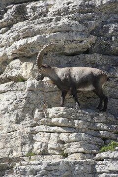 Alpine ibex (Capra ibex) male in almost vertical rock face, Toggenburg, Canton St. Gallen, Switzerland