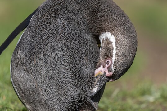Humboldt penguin (Spheniscus humboldti) preens itself, occurrence in South America, captive, Germany