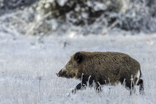 A sight that has unfortunately become rare in Germany these days, a wild boar (Sus scrofa) in the snow, early winter, winter, snow, cold, intoxication season, mating season, November, Denmark