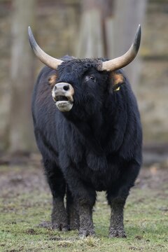Domestic cattle (Bos primigenius), Ur in a meadow, captive