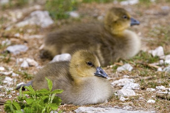Two Greylag Geese (Anser anser), fledglings
