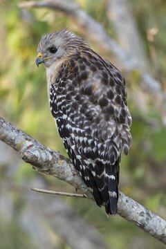 Red-shouldered Hawk (Buteo lineatus) perched on branch, Everglades National Park, Anhinga Trail, Florida, USA