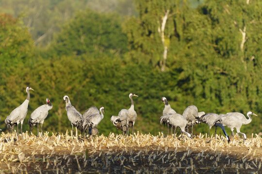 Flock of cranes on a harvested field in front of green, crane (Grus grus) wildlife, Western Pomerania Lagoon Area National Park, Zingst, Mecklenburg-Western Pomerania, Germany