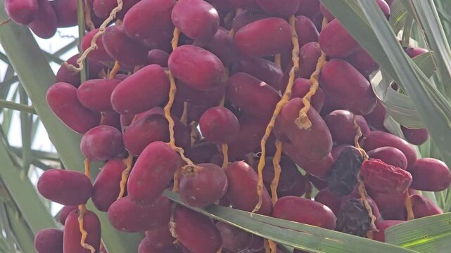 Red date palm fruit cluster hanging on tree, fresh organic dates ripening on palm branches, tropical agriculture and middle eastern food production