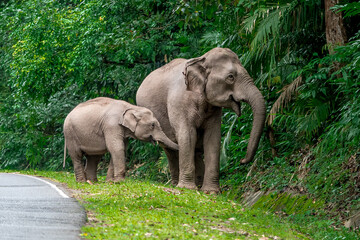 Obraz premium Its body is gray, its snout is called the trunk. The trunk of the Asian elephant has only one beak. Nakhon Ratchasima, Thailand.