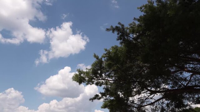 4K Blue Sky Cumulus Clouds Drifting Over Swaying Pine Tree Branch Gentle Breeze Outdoors Daylight