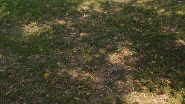Dappled Sunlight and Moving Shadows on Dry Patchy Grass with Fallen Leaves Autumn Park Ground Texture 4K