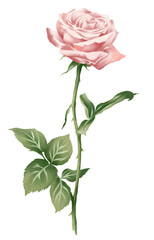 Obraz premium Watercolor Pink Rose Illustration