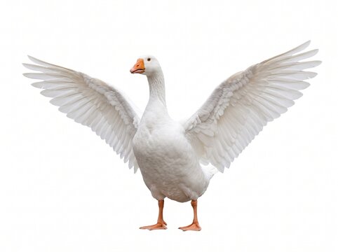 A majestic white goose with its wings spread wide open, standing against a clean white background