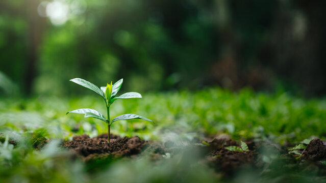 Environment and sustainability concept. Young Plant growing on green soil in forest for new life, ecological balance, biodiversity, conservation, renewable resources and sustainable development.