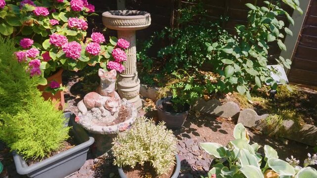 Urban garden pan showing pink hydrangea blooms, potted shrubs and variegated foliage, stone bird bath, and a concrete fox ornament beside a stained wooden fence.