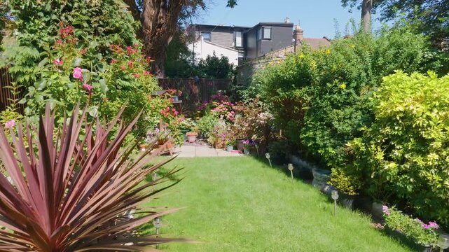 Urban garden pan reveals potted border, neat lawn, hydrangeas in pots, large sycamore tree, mixed shrubs and flowering plants beside city homes on a bright summer day.