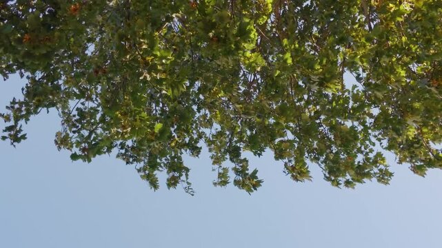 Sycamore leaves blowing overhead as the camera looks straight up through a green canopy, branches swaying in a light breeze against clear blue sky, dappled sunlight flicker.
