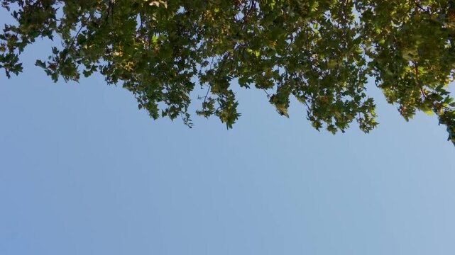 Sycamore tree branches sway overhead in a light breeze, framing a clear blue sky with generous copy space below; uplifting, hopeful, airy nature background for text.