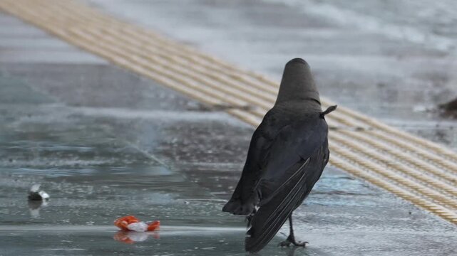 A crow is walking on the railway platform in the rain