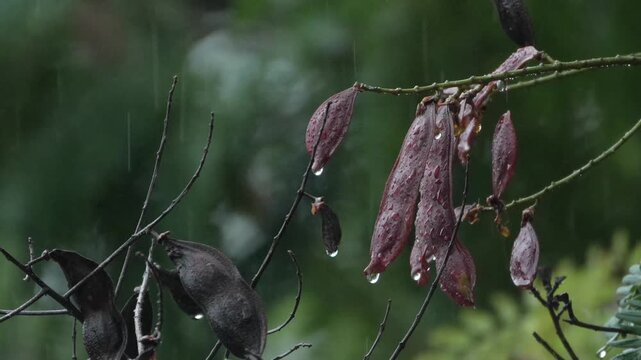Rain is falling on the fruits of the Saraca Ashoka tree