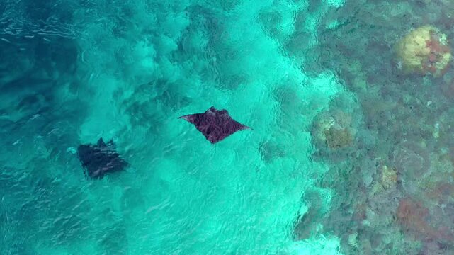 Giant manta rays gracefully gliding over a vibrant tropical coral reef off the coast of Bali, Indonesia. Crystal-clear turquoise water