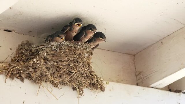 Parent swallow feed chick babies in the nest