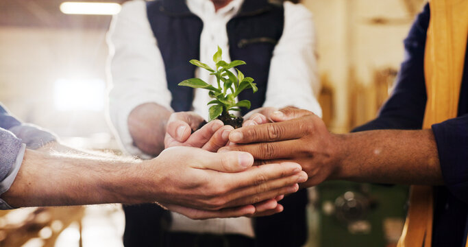 Hands, people and team with plant for conservation, sustainability and support for climate change. Sprout, group and soil for green growth, environment protection and eco care for earth day in office