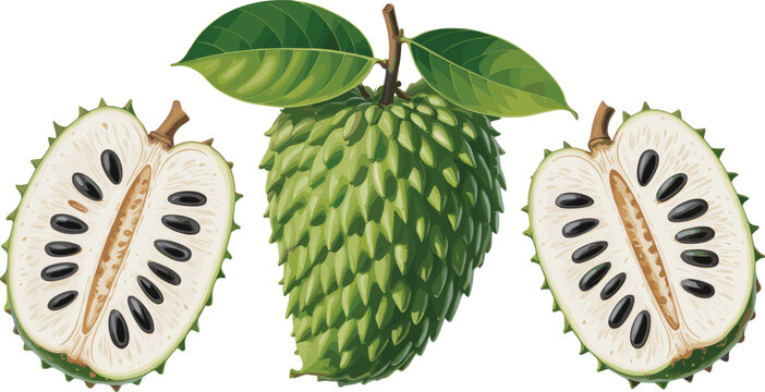 Realistic soursop fruit vector illustration with whole spiky green graviola fresh leaves and vertical cut halves showing detailed black seeds and pulp
