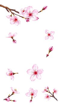 Hand-drawn cherry blossom icon set with delicate petal details, blossoms, icons