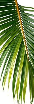 Realistic palm tree leaf with gentle frond sway against white background, palm fronds, organic shape