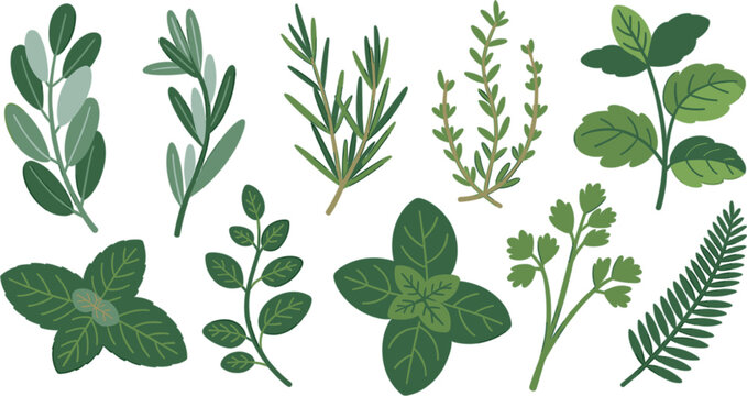 Minimalist culinary herb outline vector set with thin line art rosemary basil and thyme botanical elements
