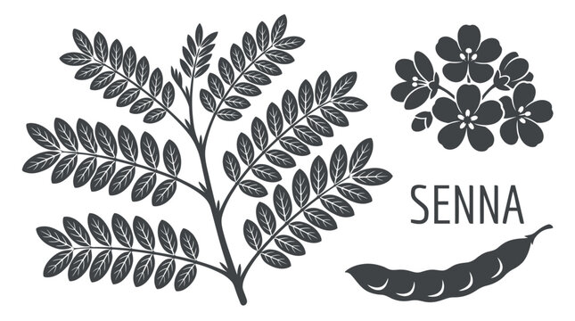 Detailed vector graphic illustration showing the senna plant with leaves flowers and a seed pod