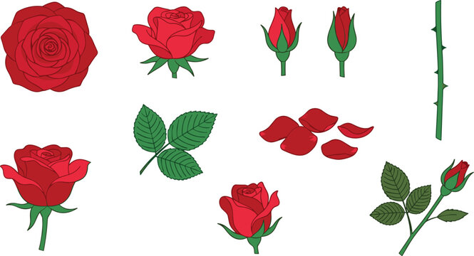 Realistic red rose botanical vector collection with blooming flowers, rosebuds, petals, stems, leaves and floral elements isolated on white background