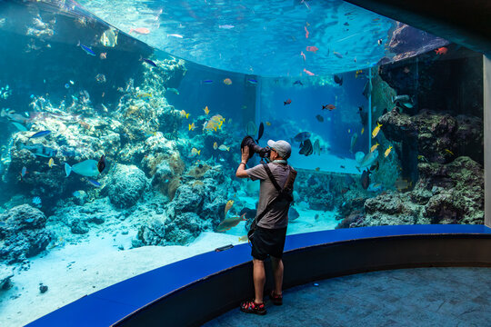Okinawa, Japan, July 22, 2025: A photographer uses a professional light-masking filter to take a side-view shot of a school of tropical fish in front of a large aquarium tank.