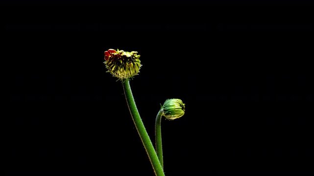 Two Gerberas at Different Blooming Stages Symbolizing Growth and Development