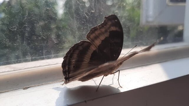 Macro shot of a gorgeous brown butterfly on a clean window background