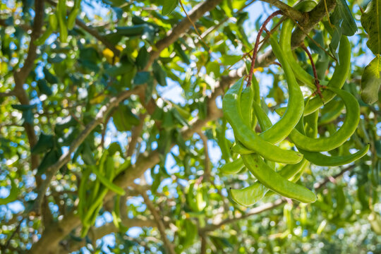 Green carob pods hanging from Ceratonia siliqua branch with lush foliage under bright sunlight, natural botanical outdoor scene.