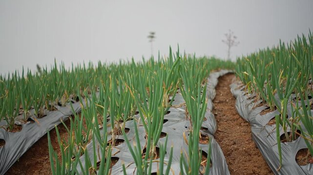 Slow left glide shot of a terraced green onion farm using plastic mulch on a hillside
