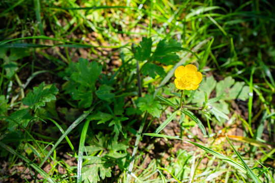 A small yellow buttercup flower grows among green grass in a natural setting. Sunlight filters through the leaves, creating a serene atmosphere.