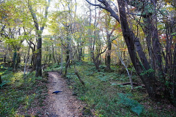 glittering forest and path with autumnal tints © SooHyun