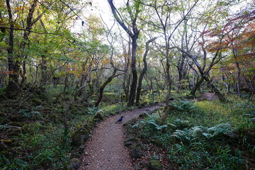 glittering forest and path with autumnal tints © SooHyun