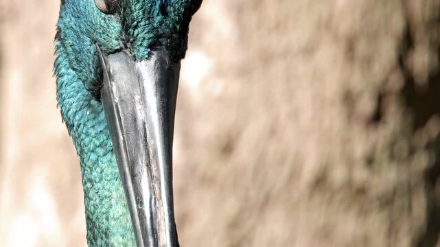 Extreme Close-Up of Black-Necked Stork Head and Iridescent Plumage