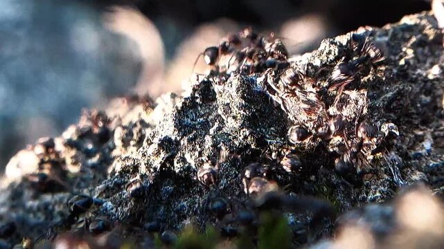 A trail of black ants on a rock, seen up close.