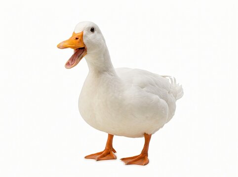 A white duck with its mouth open in what appears to be a quack or a laugh, standing on an orange webbed foot. 