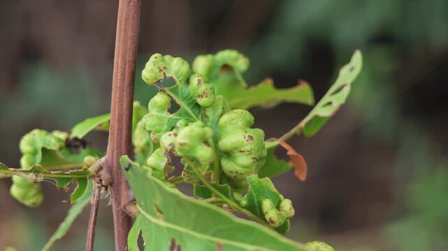 Leaves curl disease. Leaves gall mite.
