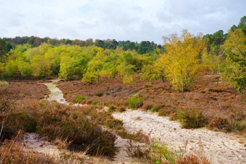 Path of the Hot Valley on Fontainebleau forest. Autumn season © hassan bensliman