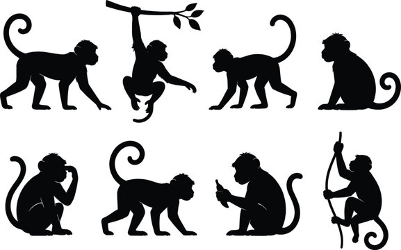 Collection of wild monkey black silhouettes in various playful poses on white background for design elements