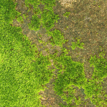 Closeup of fresh green moss on stone wall for background and design art work.