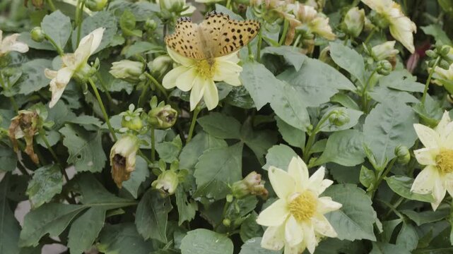 Bright yellow dahlia flowers blooming in a butterfly garden, attracting colorful butterflies and pollinators while showcasing vibrant ornamental beauty in a lush garden setting.