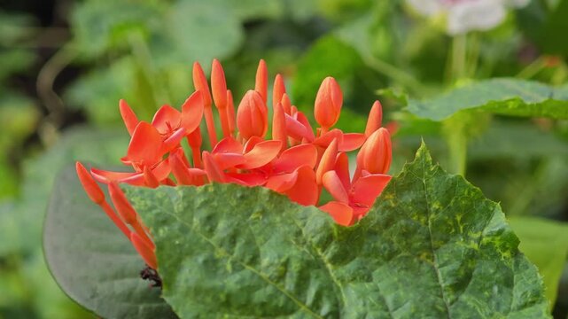 Ixora Flowers Blooming in Nature.