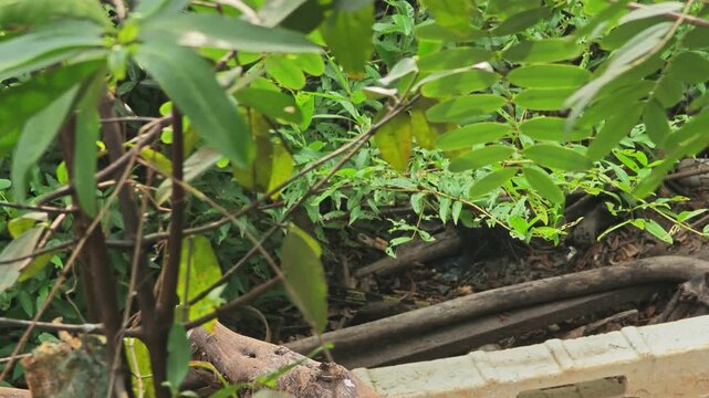 The monitor animal in nature.